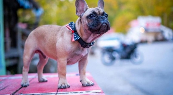 Un sat din Kentucky a ales drept primar un bulldog francez